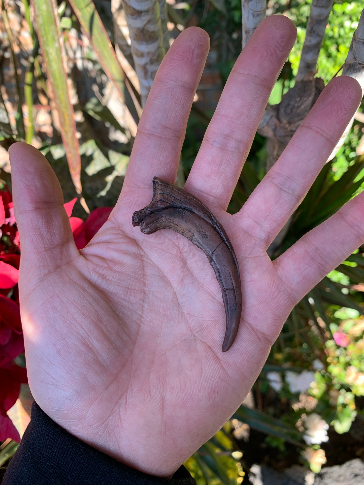 Deinonychus Claw Fossil Replica