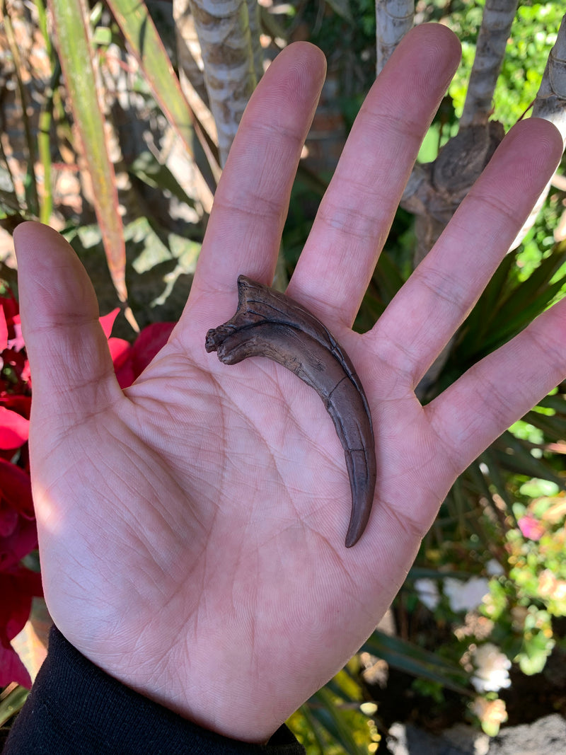 Deinonychus Claw Fossil Replica
