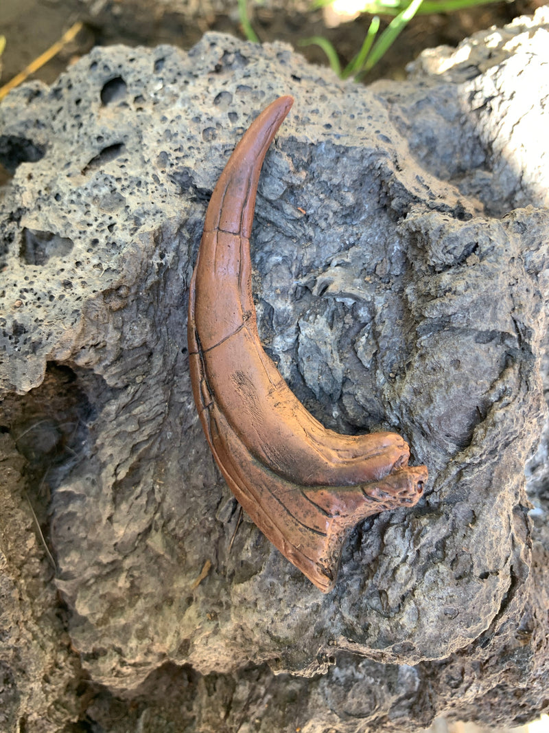 Deinonychus Claw Fossil Replica
